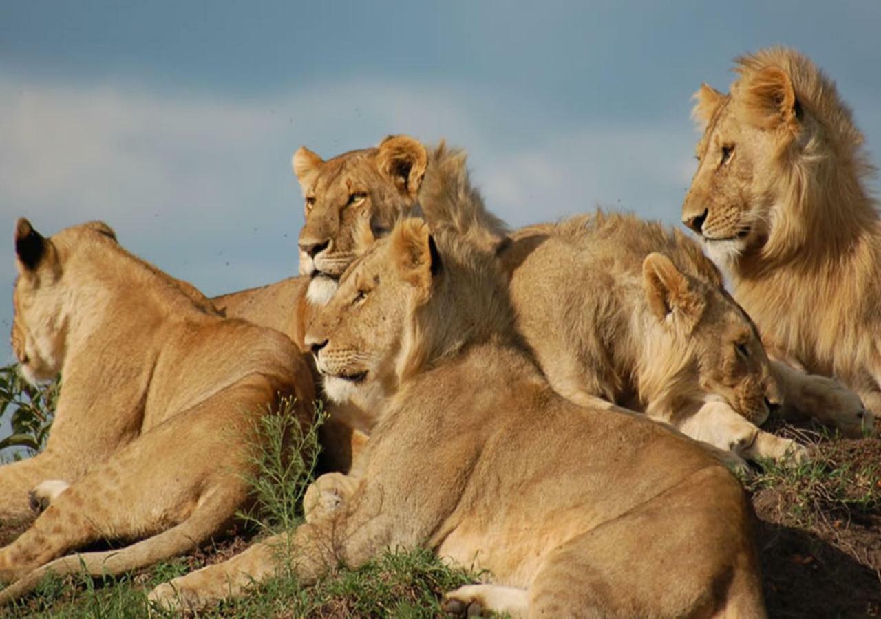 Aa Lodge Maasai Mara Talek Exteriér fotografie
