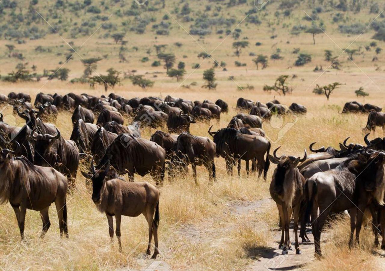 Aa Lodge Maasai Mara Talek Exteriér fotografie
